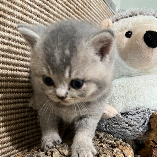 Foto van de poes