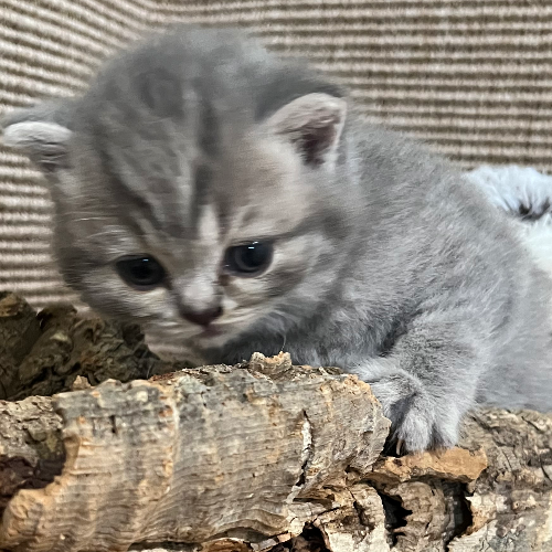 Foto van de poes