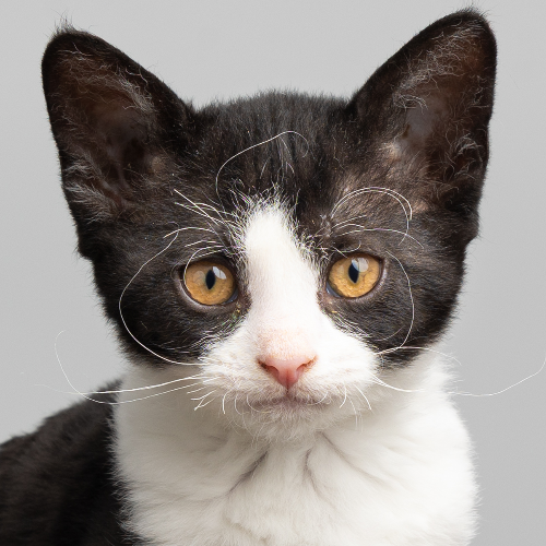 Foto van de poes