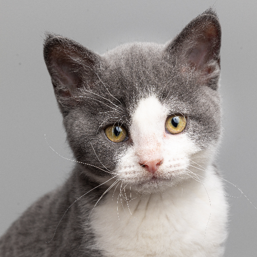 Foto van de poes