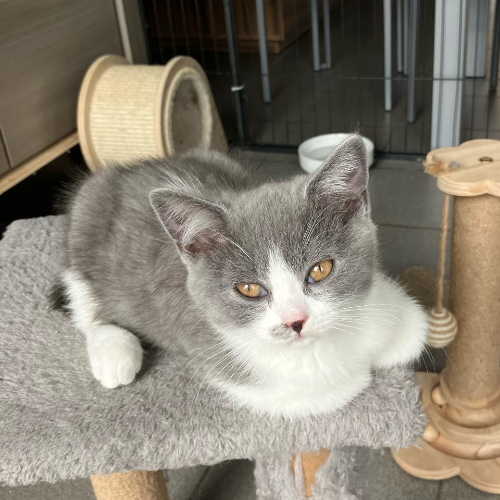 Foto van de poes