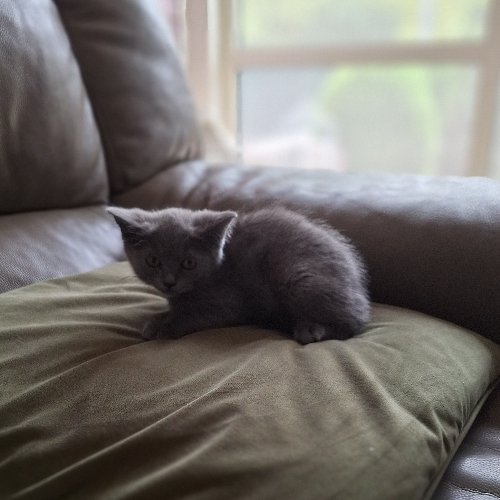 Foto van de poes