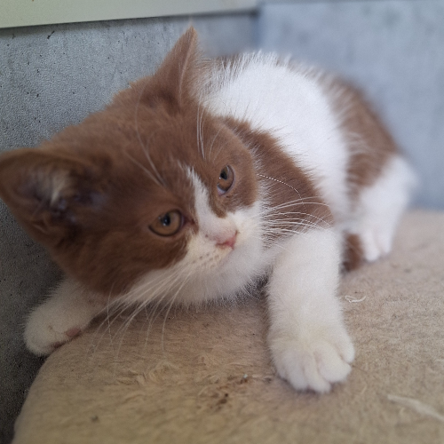 Foto van de poes