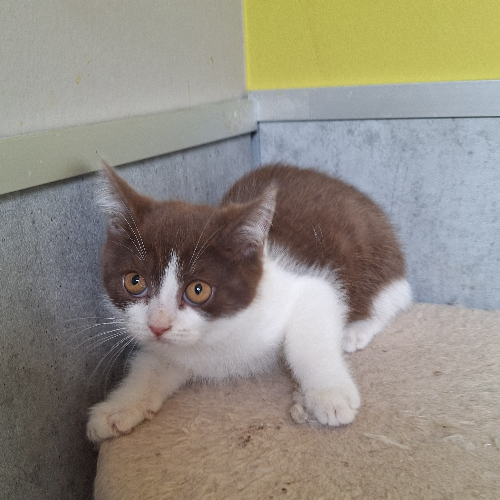 Foto van de poes