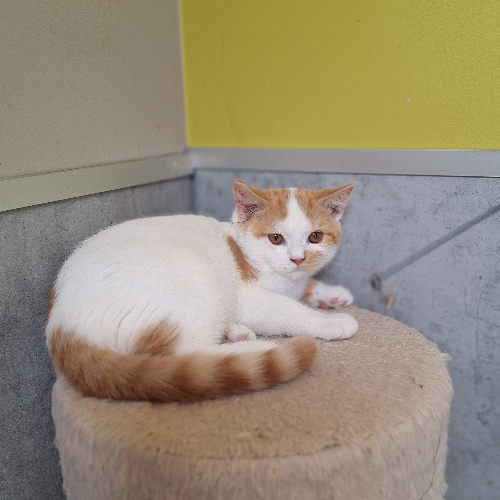 Foto van de poes