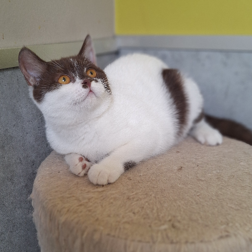 Foto van de poes