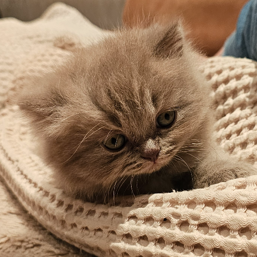 Foto van de poes