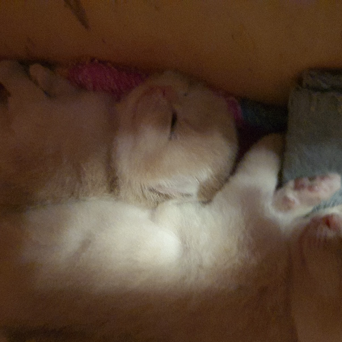 Foto van de poes