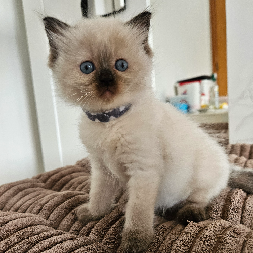 Foto van de poes