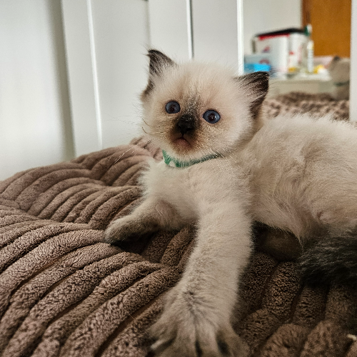 Foto van de poes