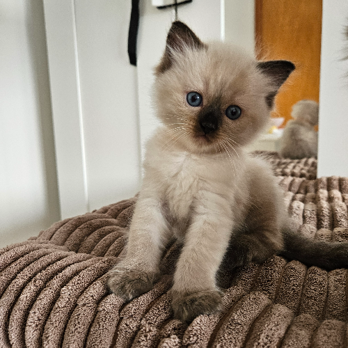 Foto van de poes