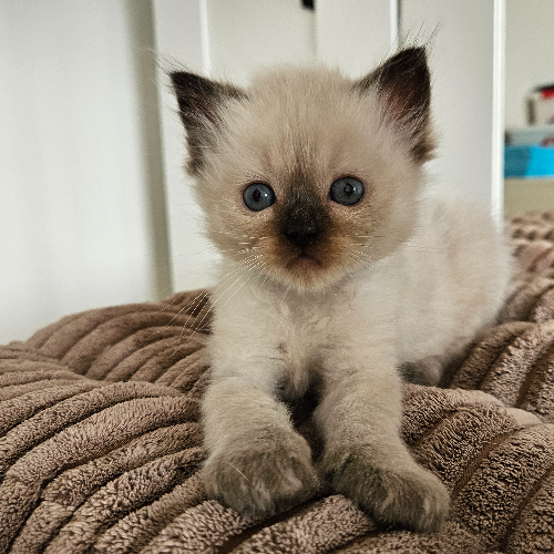 Foto van de poes