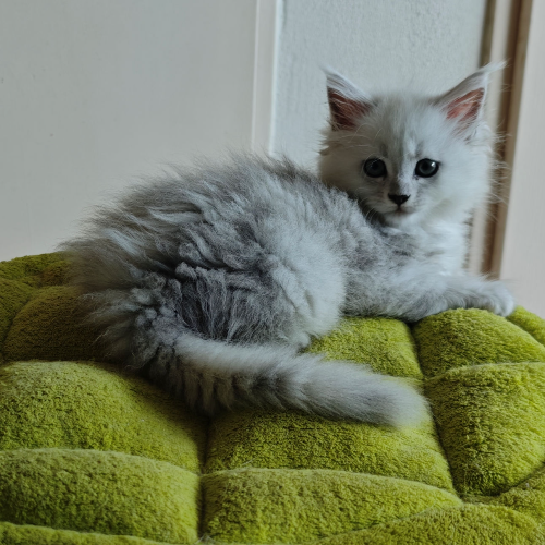 Foto van de poes