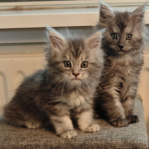 Foto van de poes