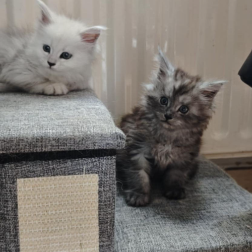 Foto van de poes