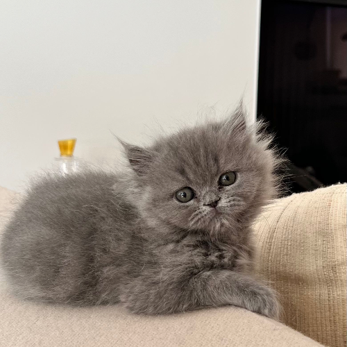 Foto van de poes