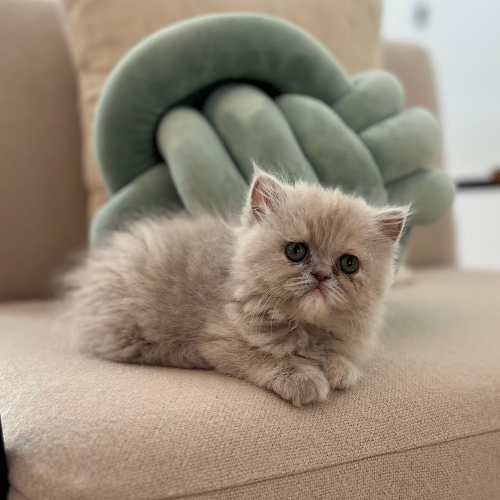 Foto van de poes