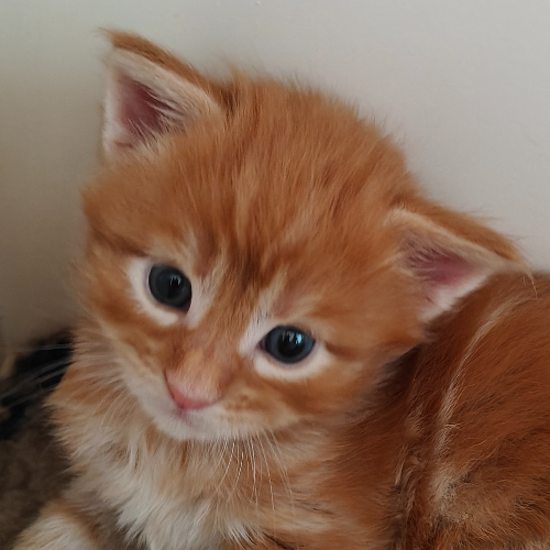 Foto van de poes