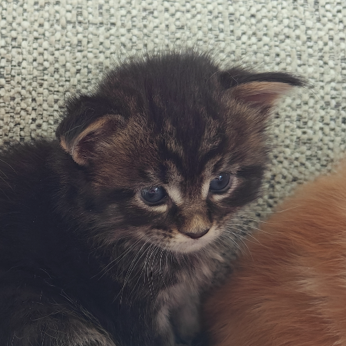 Foto van de poes