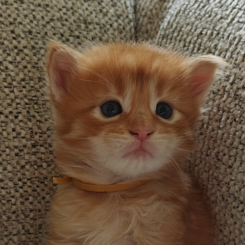Foto van de poes
