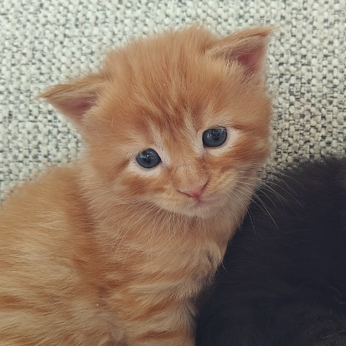 Foto van de poes
