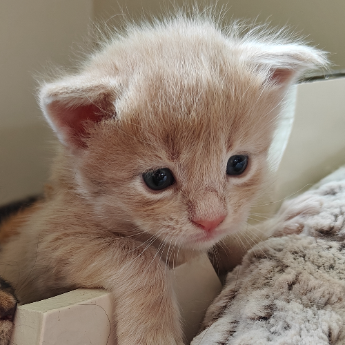 Foto van de poes
