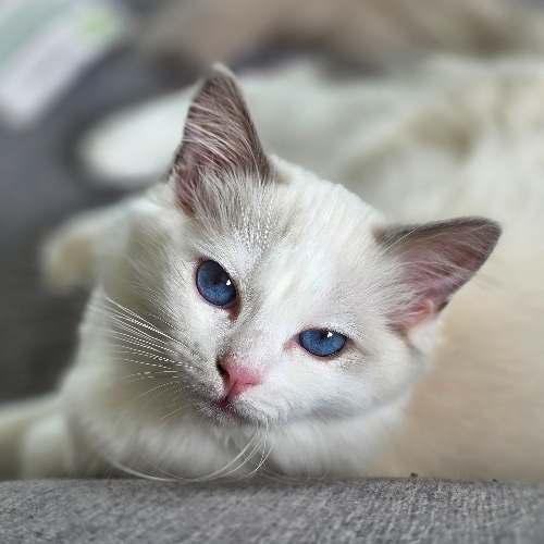 Foto van de poes