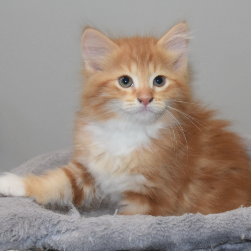 Foto van de poes