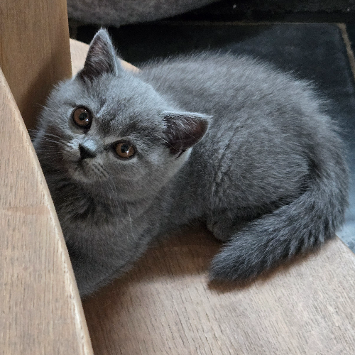 Foto van de poes