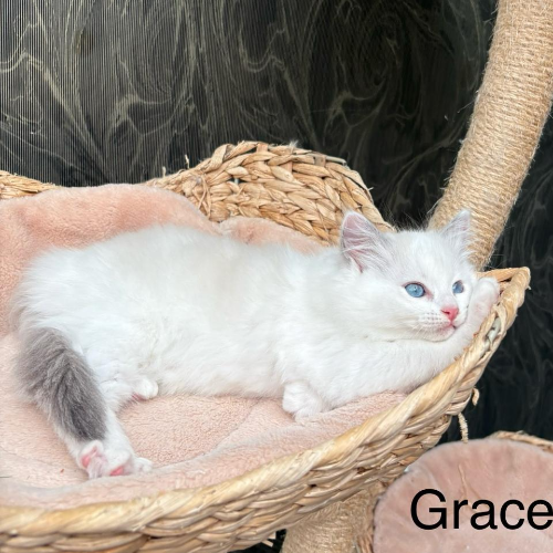 Foto van de poes