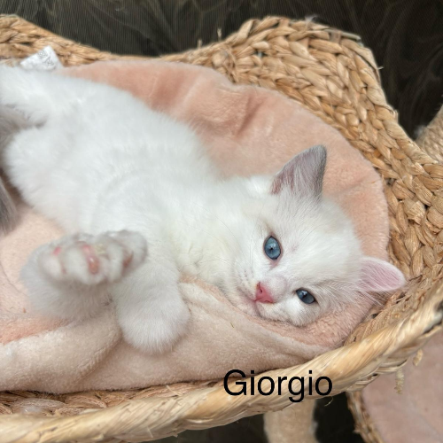Foto van de poes