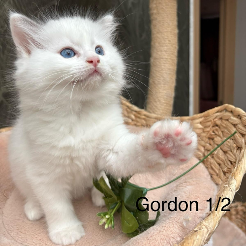 Foto van de poes