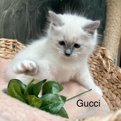 Foto van de poes