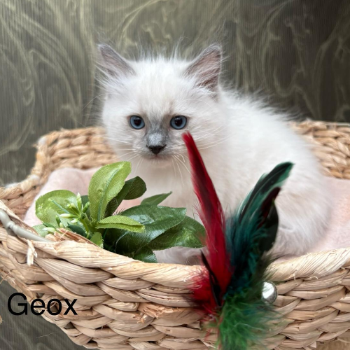 Foto van de poes