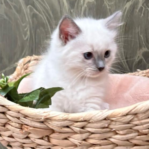 Foto van de poes