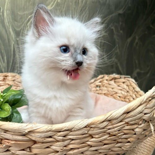 Foto van de poes