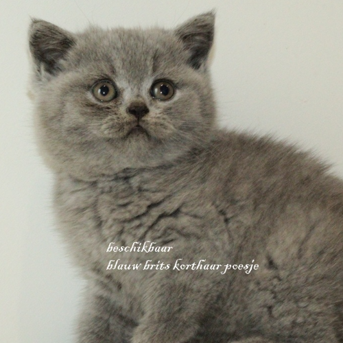 Foto van de poes