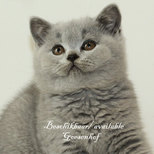 Foto van de poes