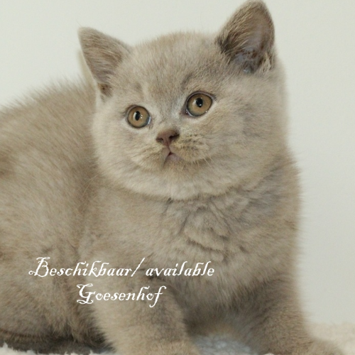 Foto van de poes