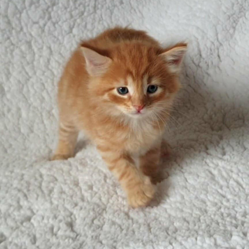 Foto van de poes