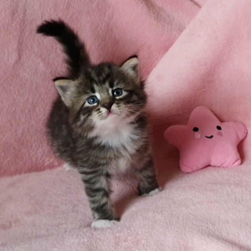 Foto van de poes