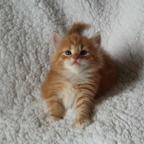 Foto van de poes