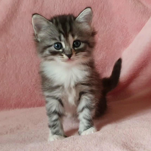 Foto van de poes