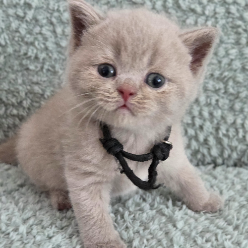 Foto van de poes
