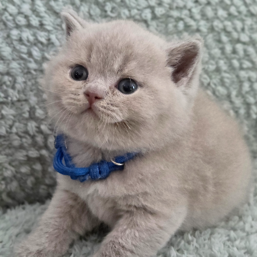 Foto van de poes
