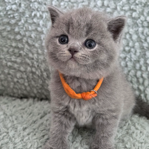 Foto van de poes