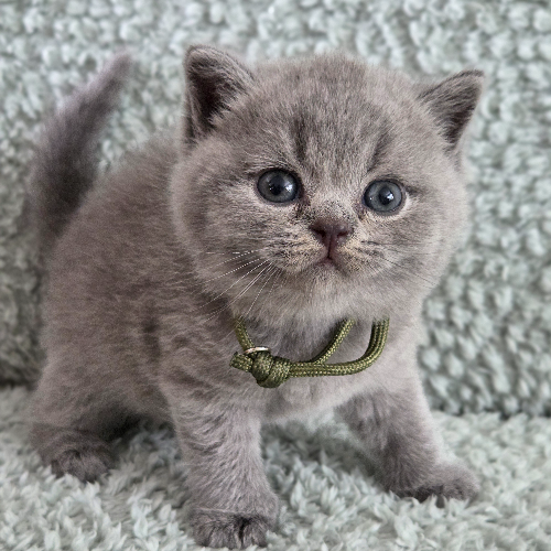 Foto van de poes
