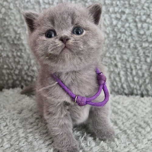 Foto van de poes