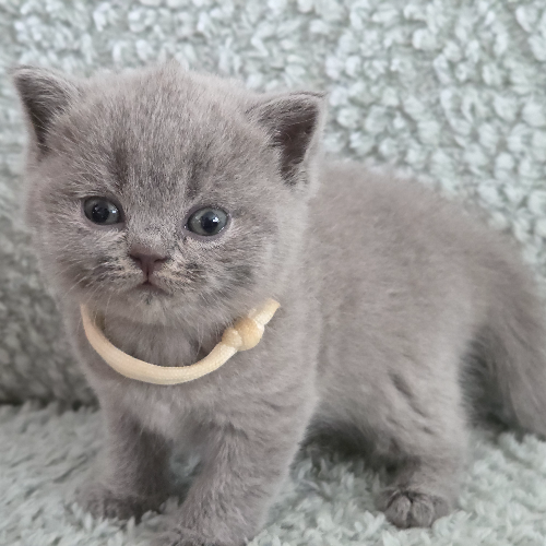 Foto van de poes