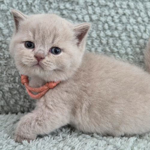 Foto van de poes
